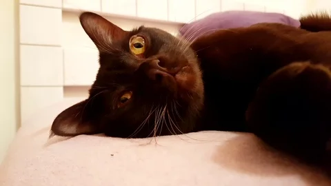 Cat lying on the bed slow-motion, Burmese Stock Footage 89764989