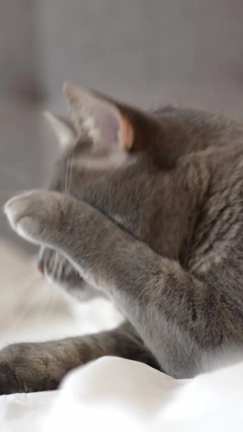 Cat lying on a bed in a sphinx pose and carefully licking its paw Stock Footage 300358436