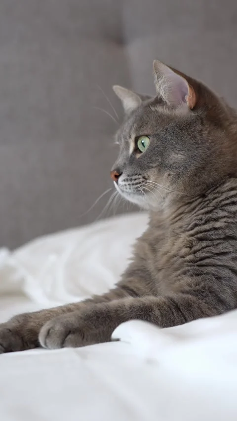 Cat lying on a bed in a sphinx pose, getting up and walking away Stock Footage 300358449