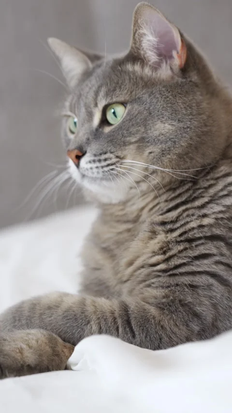 Cat lying on a bed in a sphinx pose and carefully licking its paw Stock Footage 300358505
