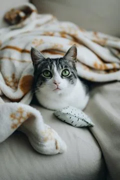 Cat lying on a bed under a blanket Stock Photos