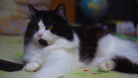 A cat lying on a bed watching something Stock Footage 104662443