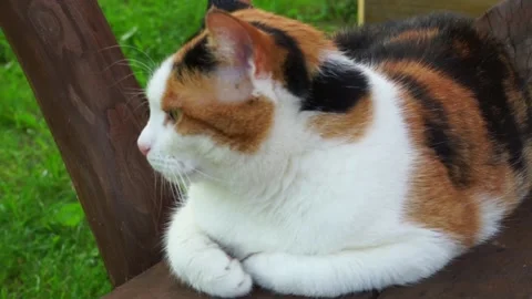 The cat is lying on the bench Stock Footage 163567643
