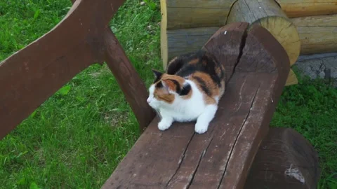The cat is lying on the bench Stock Footage 163567848