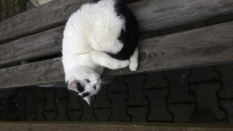 Cat lying on a bench. Stock Photos