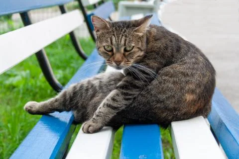The cat is lying on a bench Stock Photos