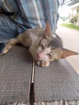 The cat is lying on the bench Stock-Fotos
