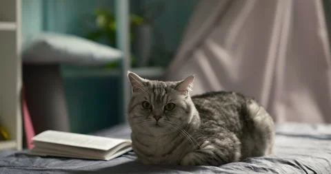Cat lying beside an open book on a cozy bed in soft natural light Stock Footage 339304368
