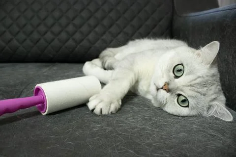 Cat Lying Beside Roller on Sofa with Hair Foto stock