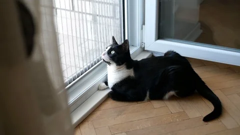 Cat is lying beside window Vidéo 96217642