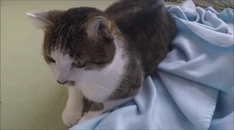 Cat lying on blanket screw up his eyes Stock Footage 45929230