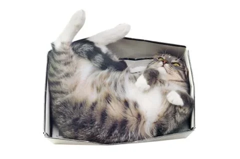 Cat lying in box on white background Stock Photos
