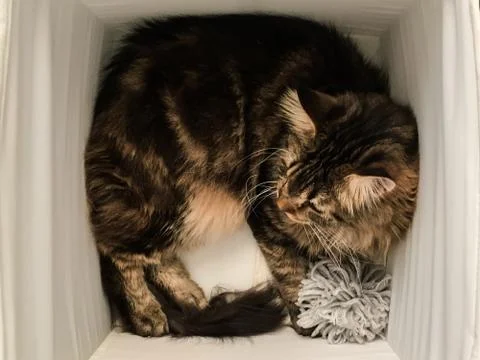 Cat lying in box on white background. High-key photo technique Stock Photos