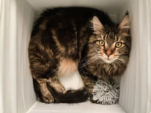 Cat lying in box on white background. High-key photo technique Stock Photos