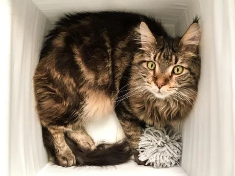 Cat lying in box on white background. High-key photo technique Stock Photos