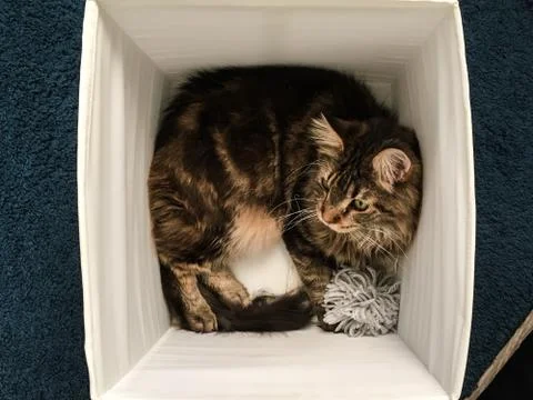 Cat lying in box on white background. High-key photo technique Stock Photos