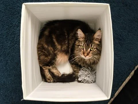 Cat lying in box on white background. High-key photo technique Stock Photos