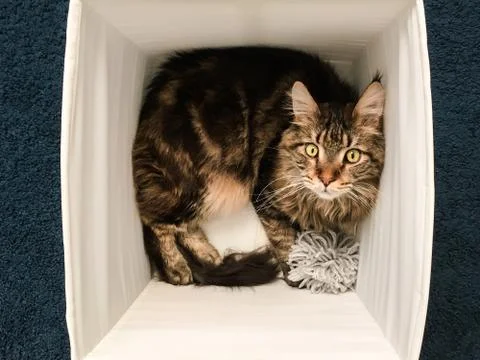 Cat lying in box on white background. High-key photo technique Stock Photos