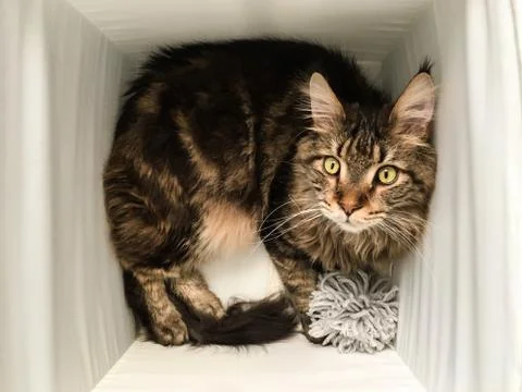 Cat lying in box on white background. High-key photo technique Stock Photos