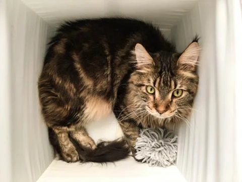 Cat lying in box on white background. High-key photo technique Stock Photos