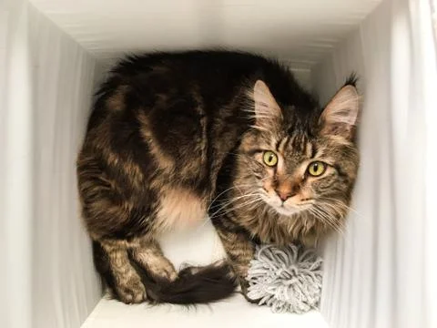 Cat lying in box on white background. High-key photo technique Stock Photos