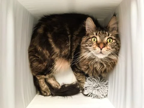 Cat lying in box on white background. High-key photo technique Stock Photos