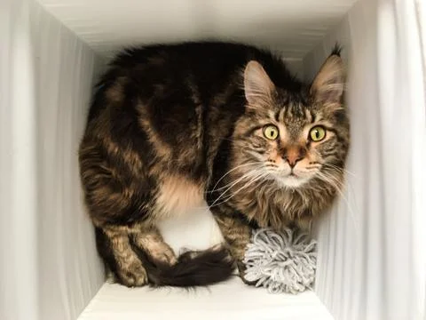 Cat lying in box on white background. High-key photo technique Stock Photos