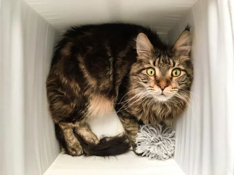 Cat lying in box on white background. High-key photo technique Stock Photos