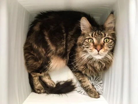 Cat lying in box on white background. High-key photo technique Stock Photos