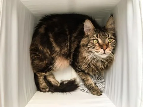 Cat lying in box on white background. High-key photo technique Stock Photos