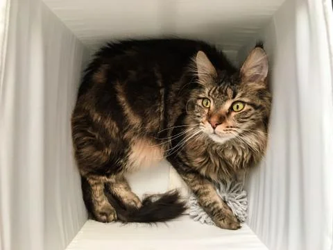 Cat lying in box on white background. High-key photo technique Stock Photos