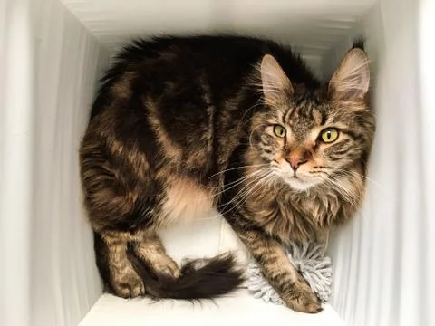 Cat lying in box on white background. High-key photo technique Stock Photos
