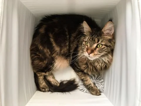 Cat lying in box on white background. High-key photo technique Stock Photos