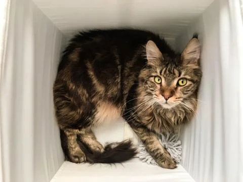 Cat lying in box on white background. High-key photo technique Stock Photos