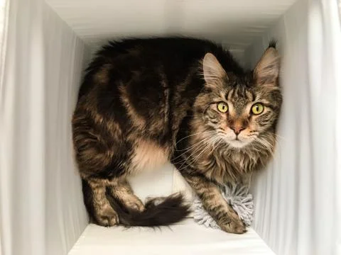 Cat lying in box on white background. High-key photo technique Stock Photos