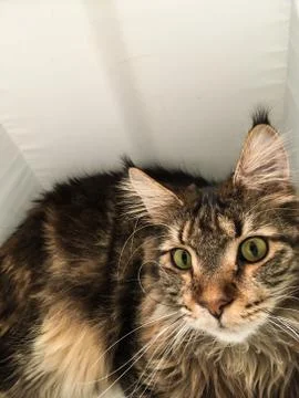 Cat lying in box on white background. High-key photo technique Stock Photos