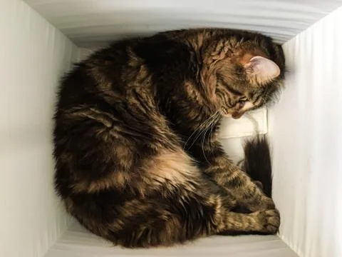 Cat lying in box on white background. High-key photo technique Stock Photos