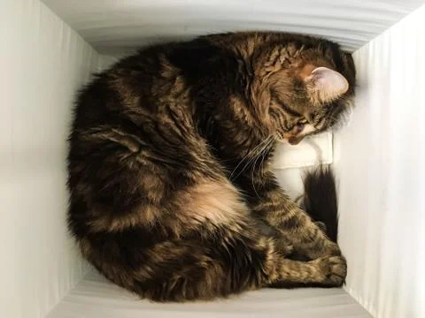 Cat lying in box on white background. High-key photo technique Stock Photos