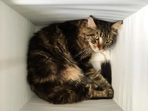 Cat lying in box on white background. High-key photo technique Stock Photos