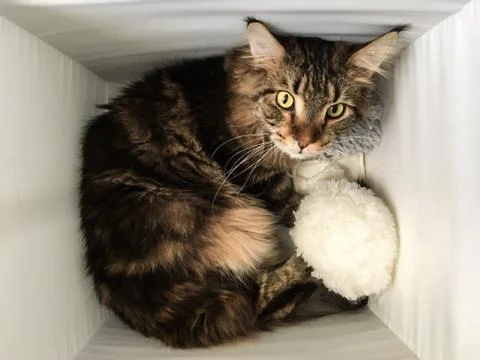 Cat lying in box on white background. High-key photo technique Stock Photos