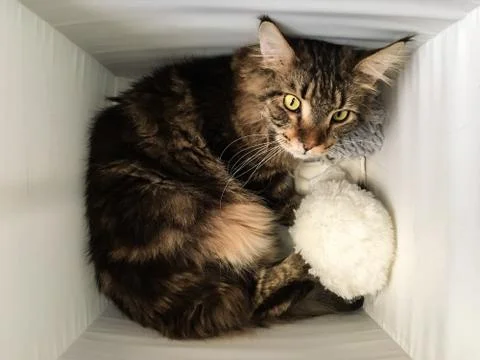 Cat lying in box on white background. High-key photo technique Stock Photos