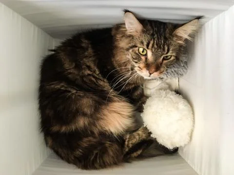 Cat lying in box on white background. High-key photo technique Stock Photos