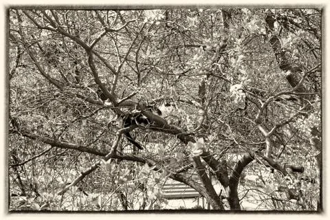 The cat is lying on the branches of a tree in spring Stock Photos