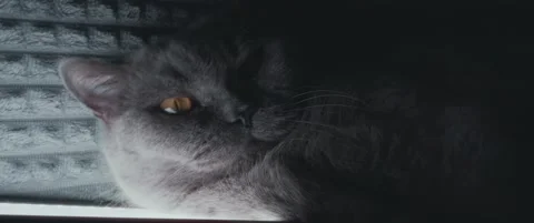 The cat is lying in bright light Video stock 169548084