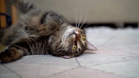 The cat is lying on the carpet and play with toy mouse Stock Footage 174363051
