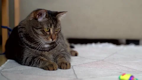 The cat is lying on the carpet and play with toy mouse. Surprised cat Stock Footage 174366733