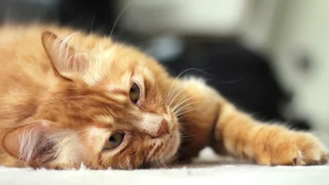 Cat is Lying on Carpet and Stretching Stock-Footage 96233020
