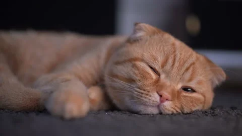 A cat lying on the carpet Stock Footage 175221010