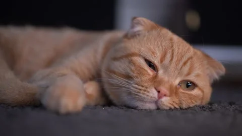 A cat lying on the carpet Video stock 175221059