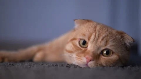 A cat lying on the carpet Stock-Footage 175221249